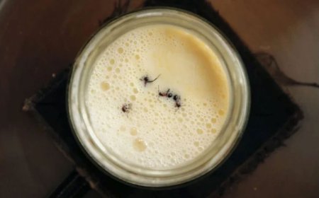 Sütü Karıncalar Mayaladı! Danimarka’da Geleneksel Yoğurt Yönteminden İlham Alan İlginç Deney